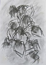 Spiders