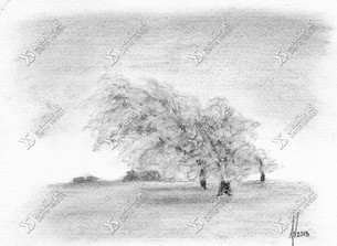 Houtskooltekening Trees in Winter