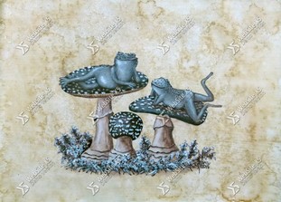 Froggie Mushrooms